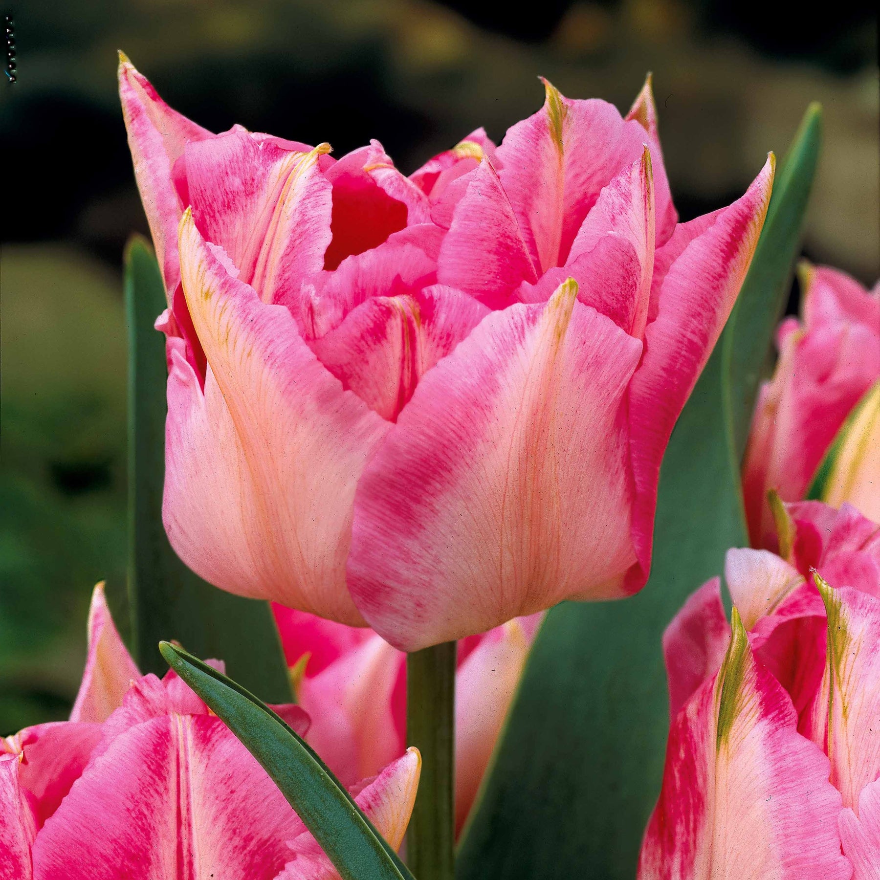 Tulipe - Collection de 25 Tulipes doubles Murillo - Tulipa 'Columbus', 'Sunlover', 'Tabledance'