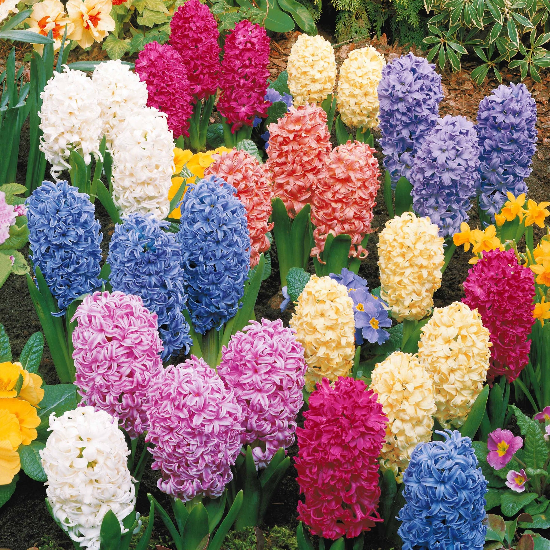 Jacinthes en mélange - Jacinthe - Willemse