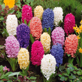 Vente Jacinthes en mélange - Hyacinthus orientalis