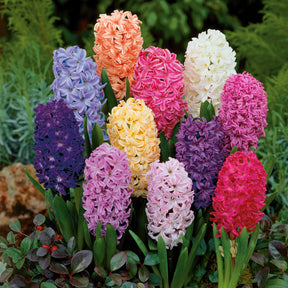 Hyacinthus orientalis - Jacinthes en mélange - Jacinthe