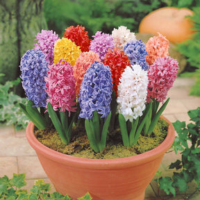Jacinthe - Jacinthes en mélange - Hyacinthus orientalis