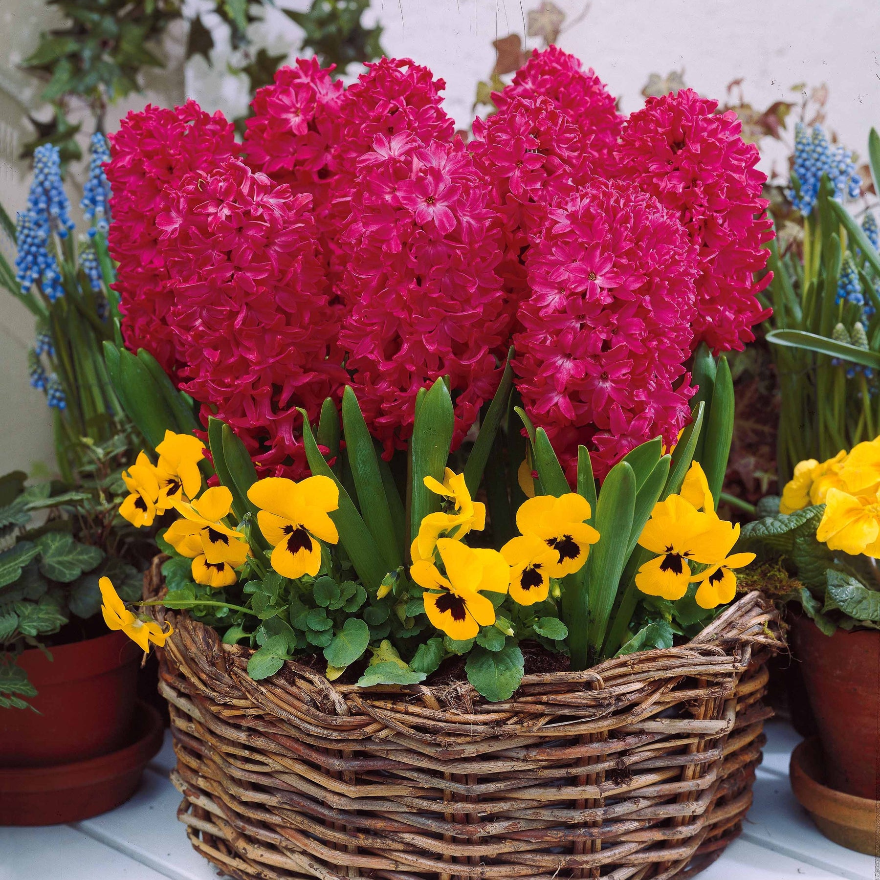 Collection de 9 Jacinthes : Ostara, Jan Bos, Carnegie - Hyacinthus 'Delft Blue', 'Jan Bos', 'Carnegie' - Willemse
