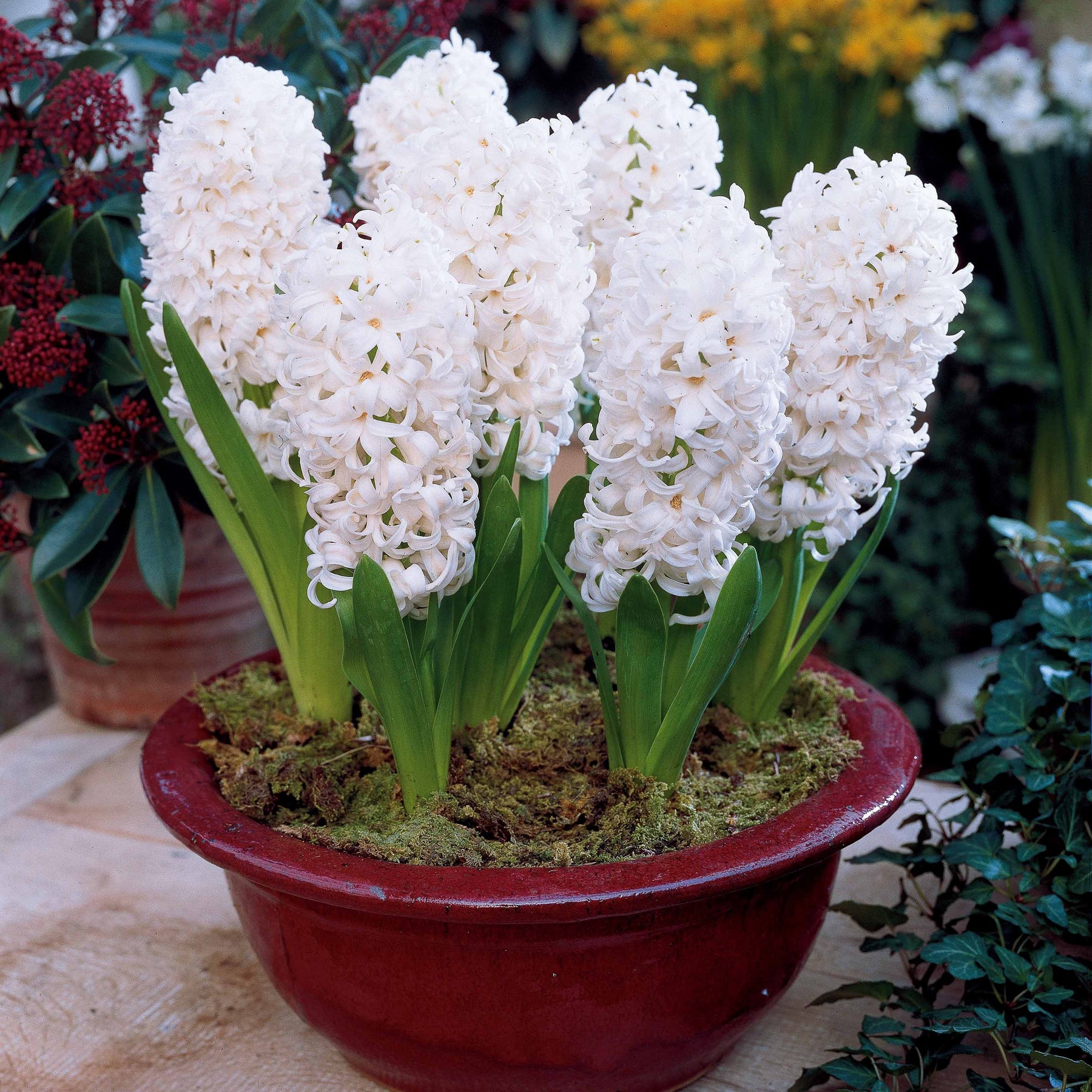 Hyacinthus 'Delft Blue', 'Jan Bos', 'Carnegie' - Collection de 9 Jacinthes : Ostara, Jan Bos, Carnegie - Jacinthe