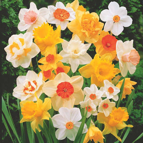 Narcisses en mélange - Narcissus - Willemse