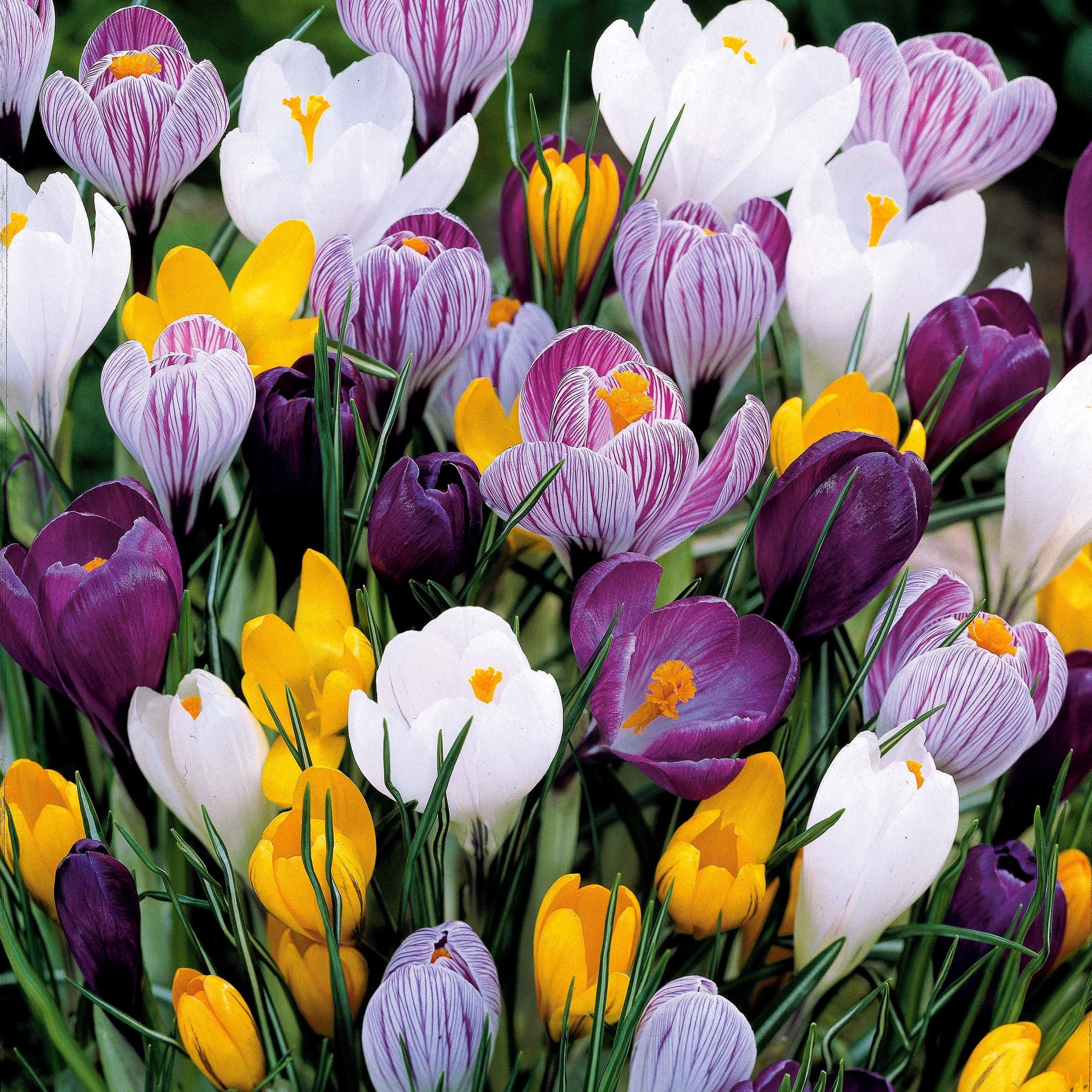 Crocus Mammouth en mélange - Crocus vernus - Willemse