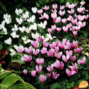 5 Cyclamens de Naples en mélange - Willemse