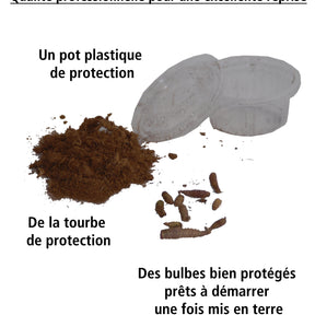 Achimenes - 10 Achimènes en mélange - Achimène