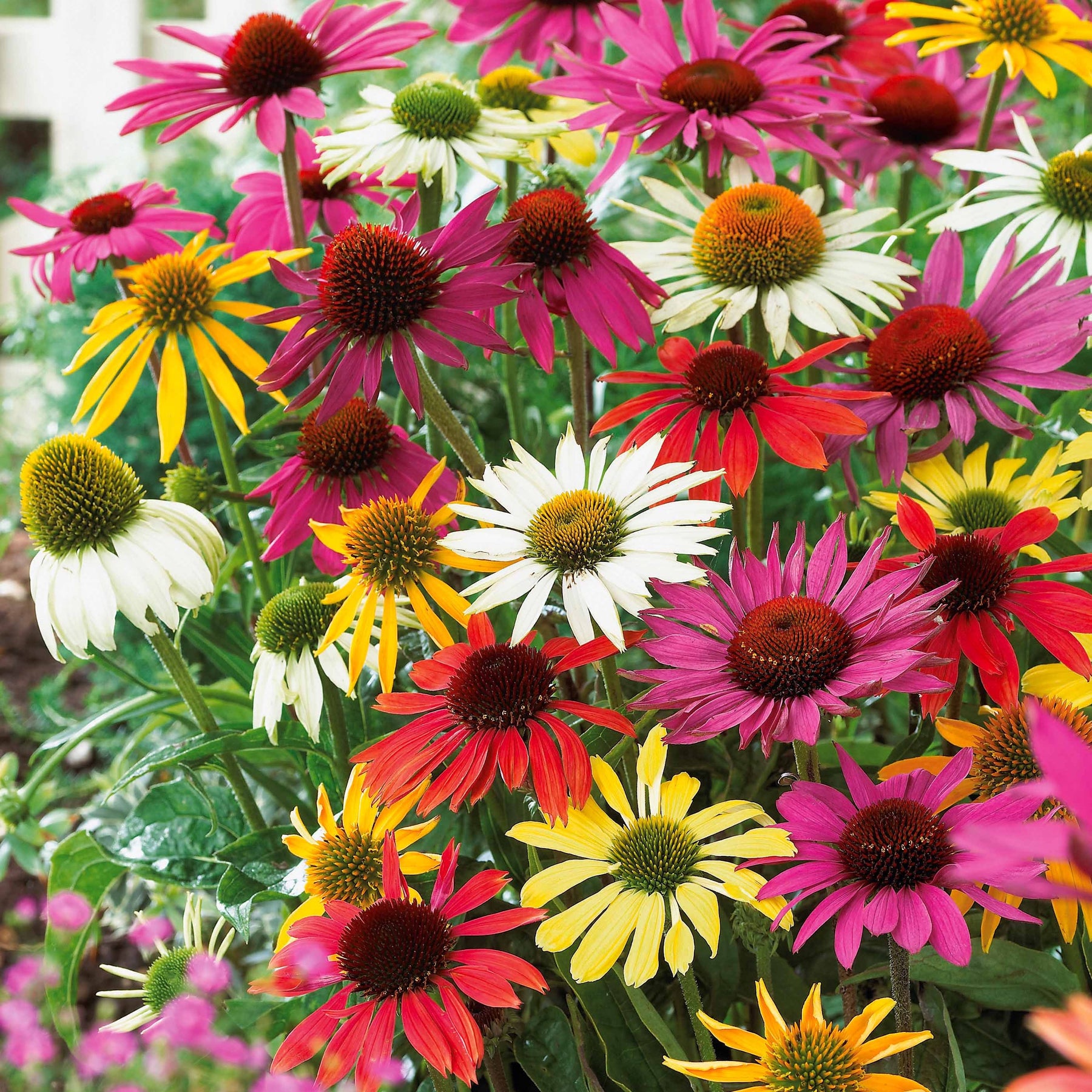Echinacea butterfly - 5 Marguerites papillon en mélange - Échinacée - Echinacea