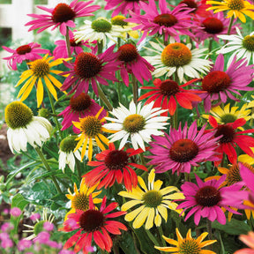 Echinacea butterfly - 5 Marguerites papillon en mélange - Échinacée - Echinacea