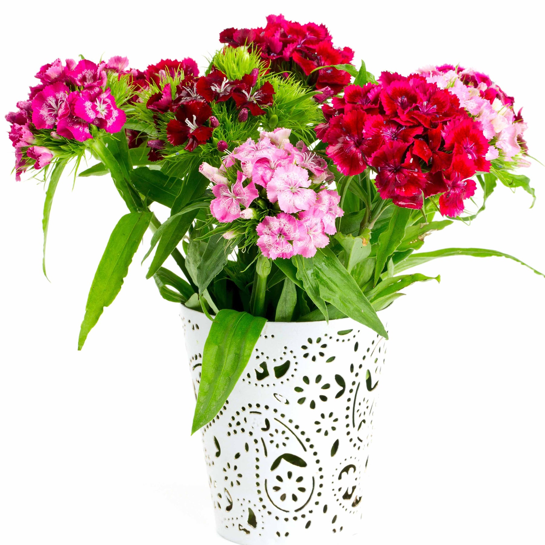 Œillets - 3 Oeillets de poète en mélange - Dianthus barbatus