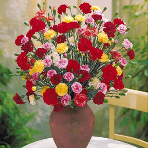 Dianthus caryophyllus triomphe - 6 Oeillets Triomphe en mélange - Œillets