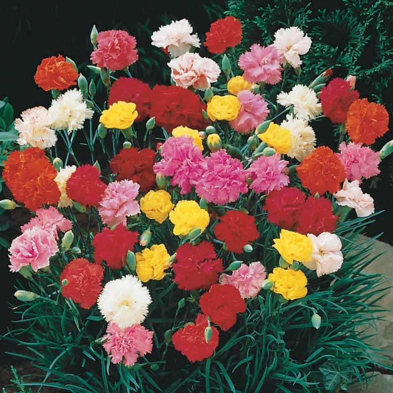 Œillets - 6 Oeillets Triomphe en mélange - Dianthus caryophyllus triomphe