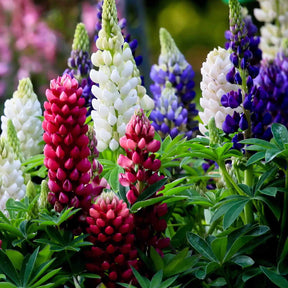 5 Lupin Russell en mélange - Lupinus hybrid russell - Willemse