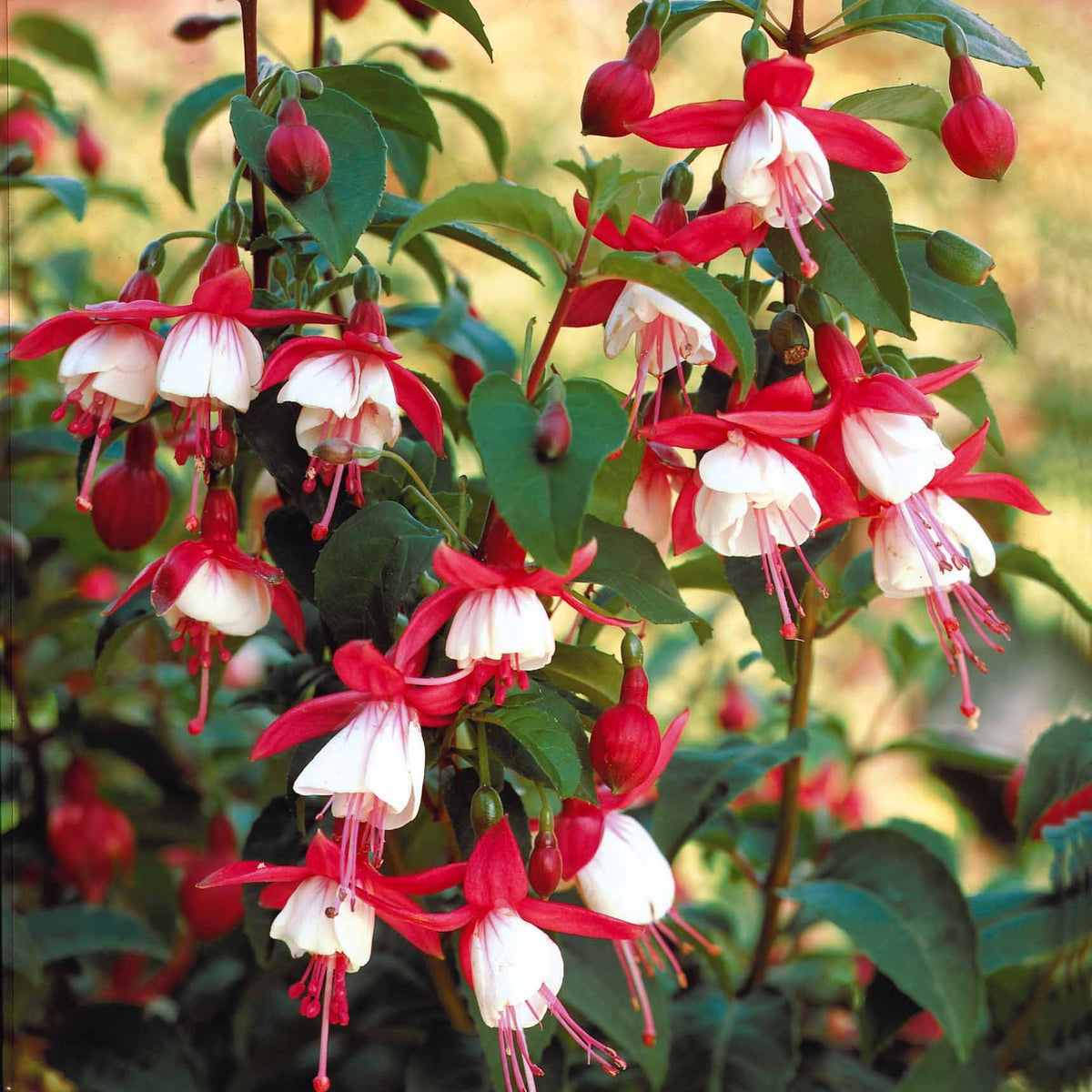 6 Fuchsias rustiques en mélange - Fuchsia Mme Cornelissen,  Brilliant - Willemse