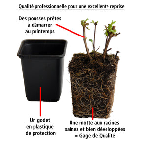 Vente 6 Fuchsias rustiques en mélange