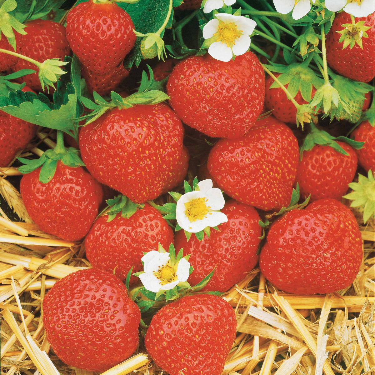 Collection de 60 fraises de 6 mois : Mara des Bois, Maestro, Gariguette - Willemse