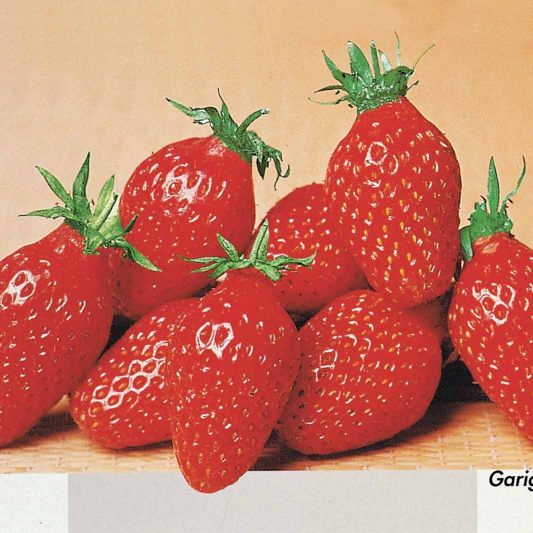 Fragaria 'mara des bois', 'maestro', 'gariguette' - Collection de 60 fraises de 6 mois : Mara des Bois, Maestro, Gariguette - Fraisiers