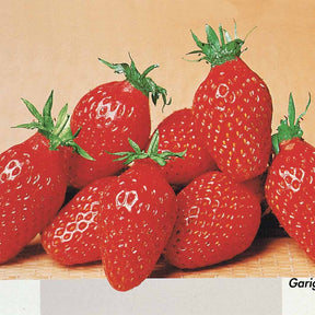 Fragaria 'mara des bois', 'maestro', 'gariguette' - Collection de 60 fraises de 6 mois : Mara des Bois, Maestro, Gariguette - Fraisiers