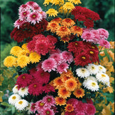 3 Marguerites d'automne en mélange - Willemse