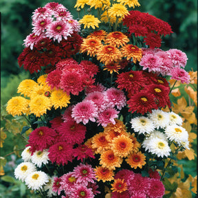 3 Marguerites d'automne en mélange - Willemse