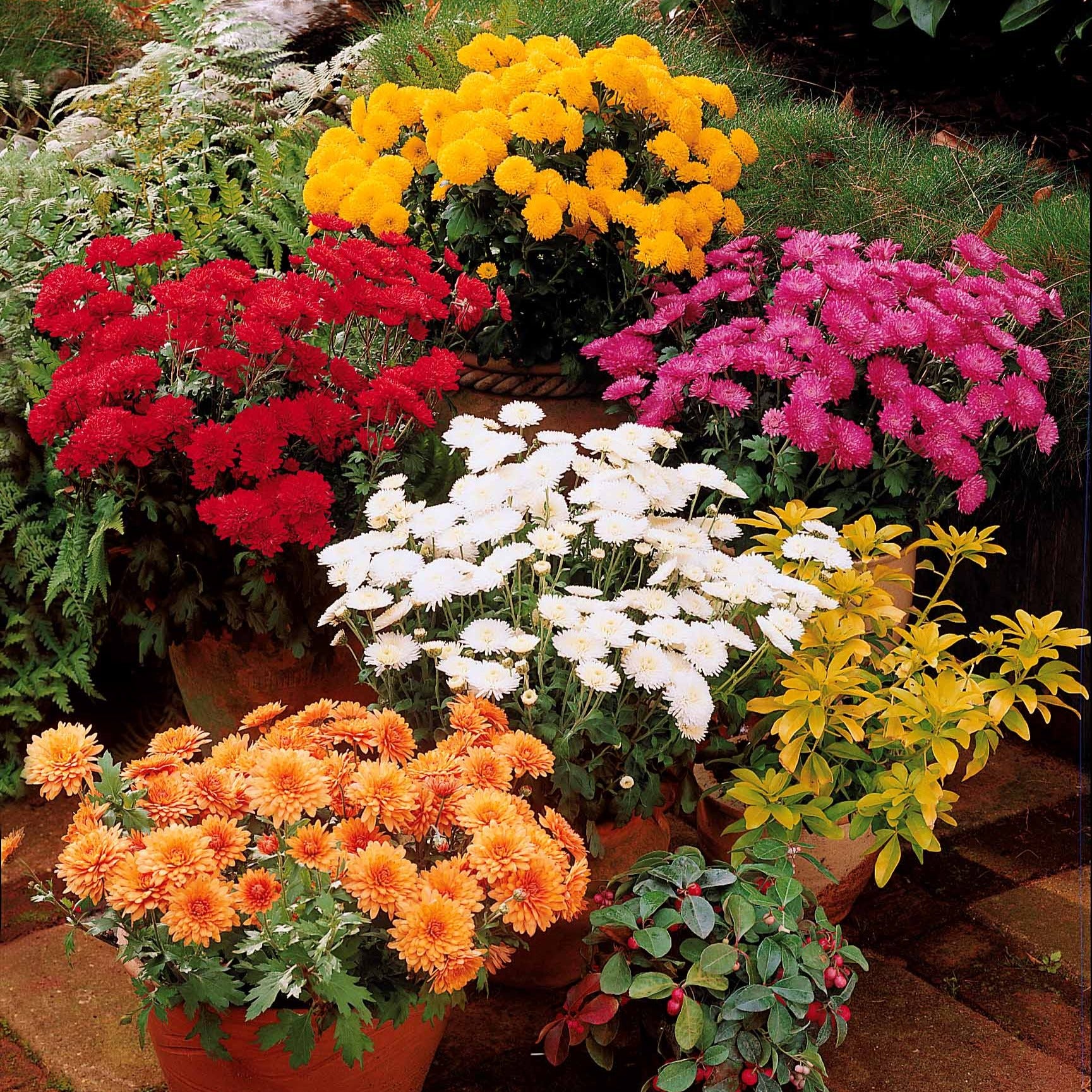 3 Marguerites d'automne en mélange - Dendranthema indicum - Willemse