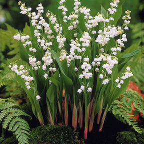 9 Muguets en mélange : blanc, rose, géant de Bordeaux - Muguet - Willemse