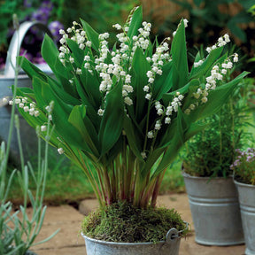 Vente 9 Muguets en mélange : blanc, rose, géant de Bordeaux - Convallaria majalis