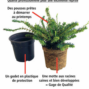 Vente 6 Bruyères d'hiver en mélange - Erica darleyensis