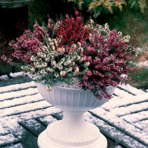Erica darleyensis - 6 Bruyères d'hiver en mélange - Bruyère d'hiver