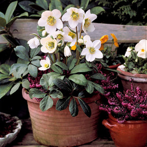 4 Bruyères d'hiver et Hellébore en mélange - Erica + helleborus niger - Willemse