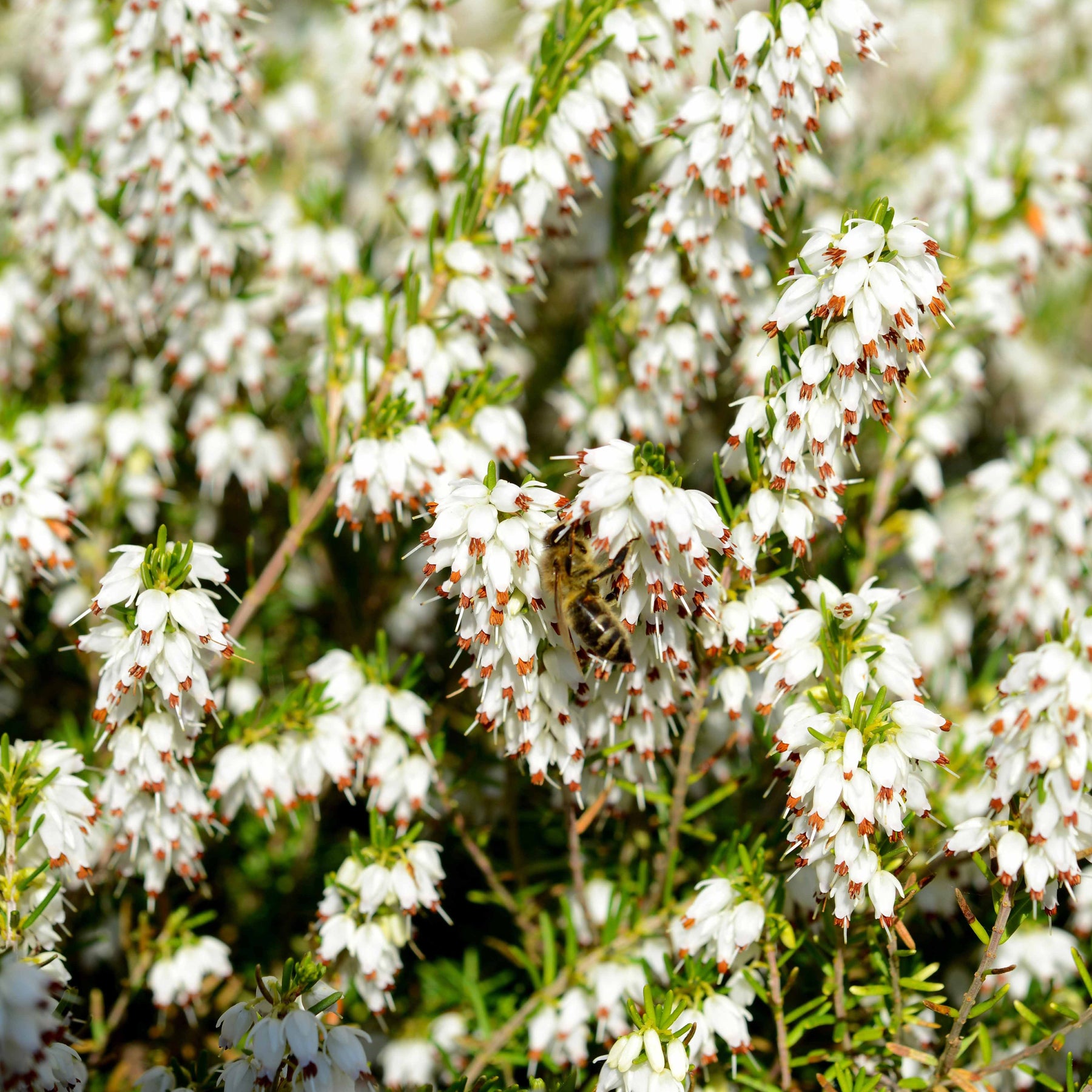 Erica + helleborus niger - 4 Bruyères d'hiver et Hellébore en mélange - Collections de vivaces