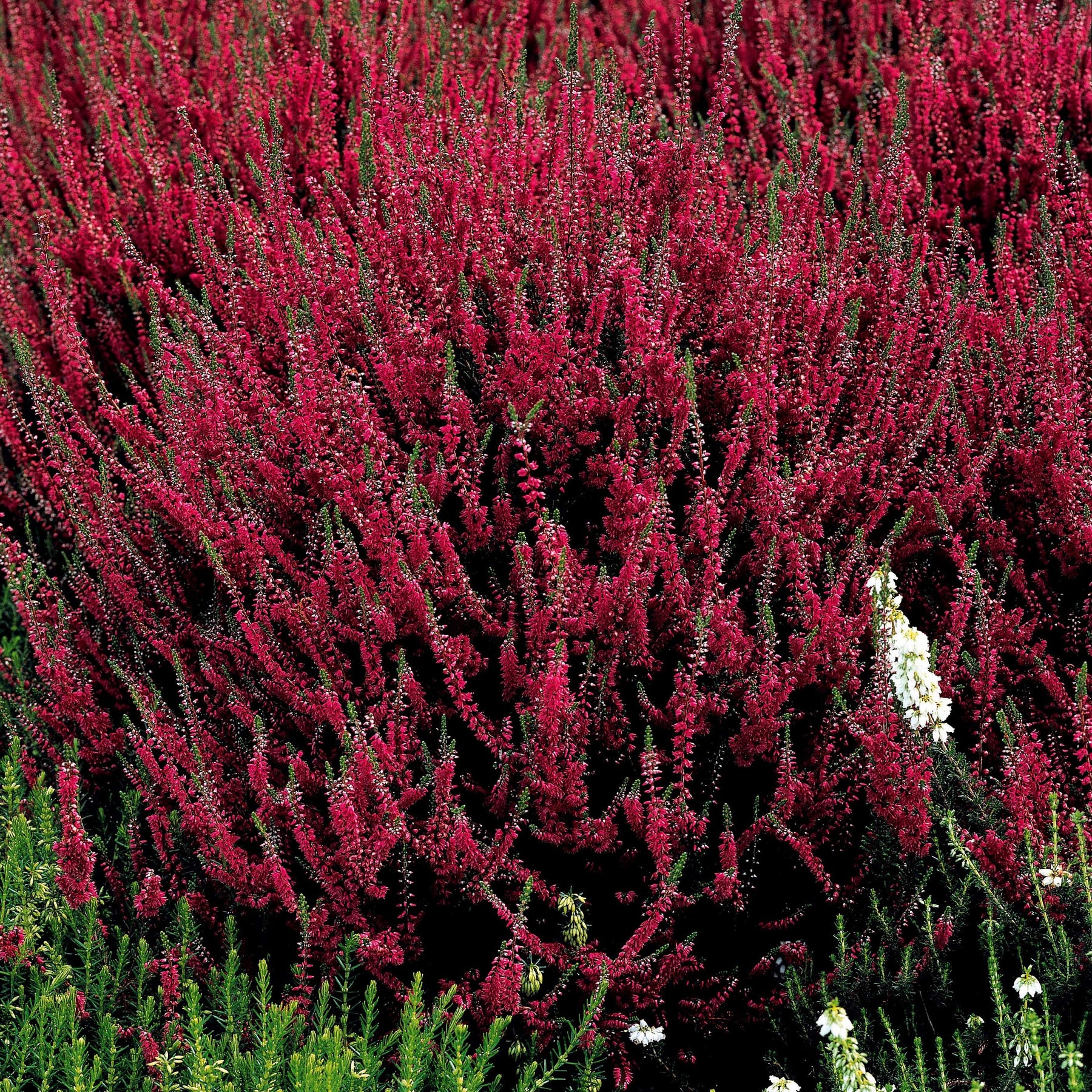 Vente 6 Bruyères d'été en mélange