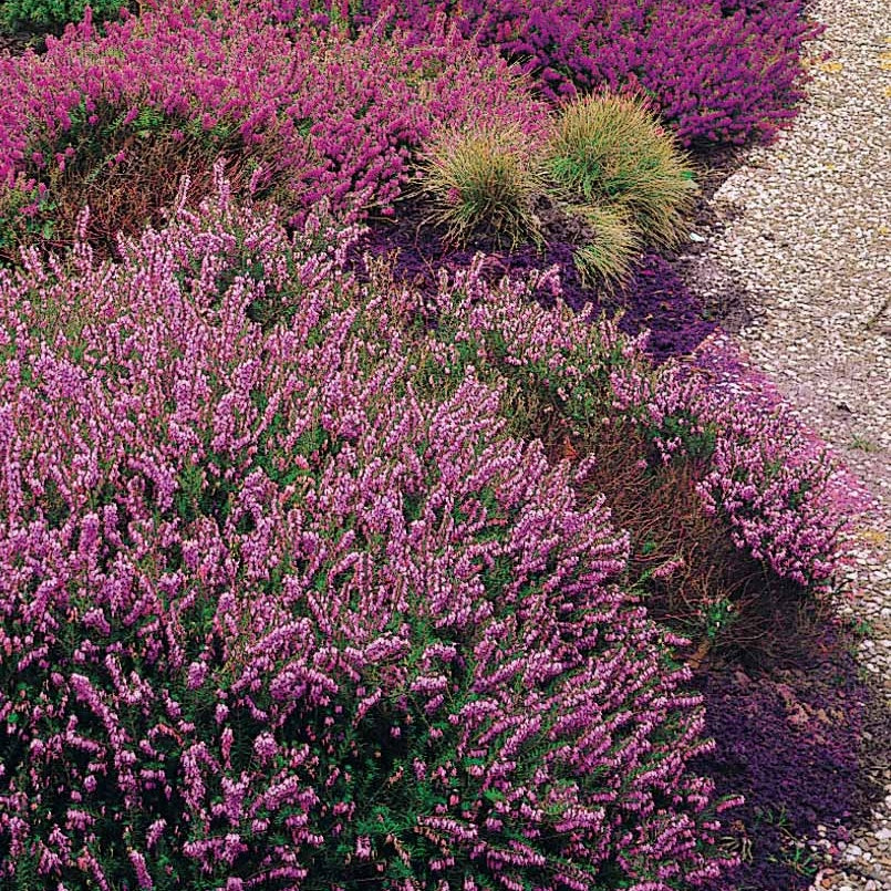 Calluna vulgaris - 6 Bruyères d'été en mélange - Bruyère d'été