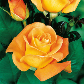 Rosiers buisson - Collection de 3 Rosiers buissons : Famosa, Whisky, Double Delight - Rosa 'famosa', 'whisky', 'double delight'