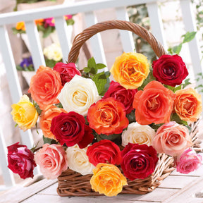 10 Rosiers buissons en mélange - Willemse