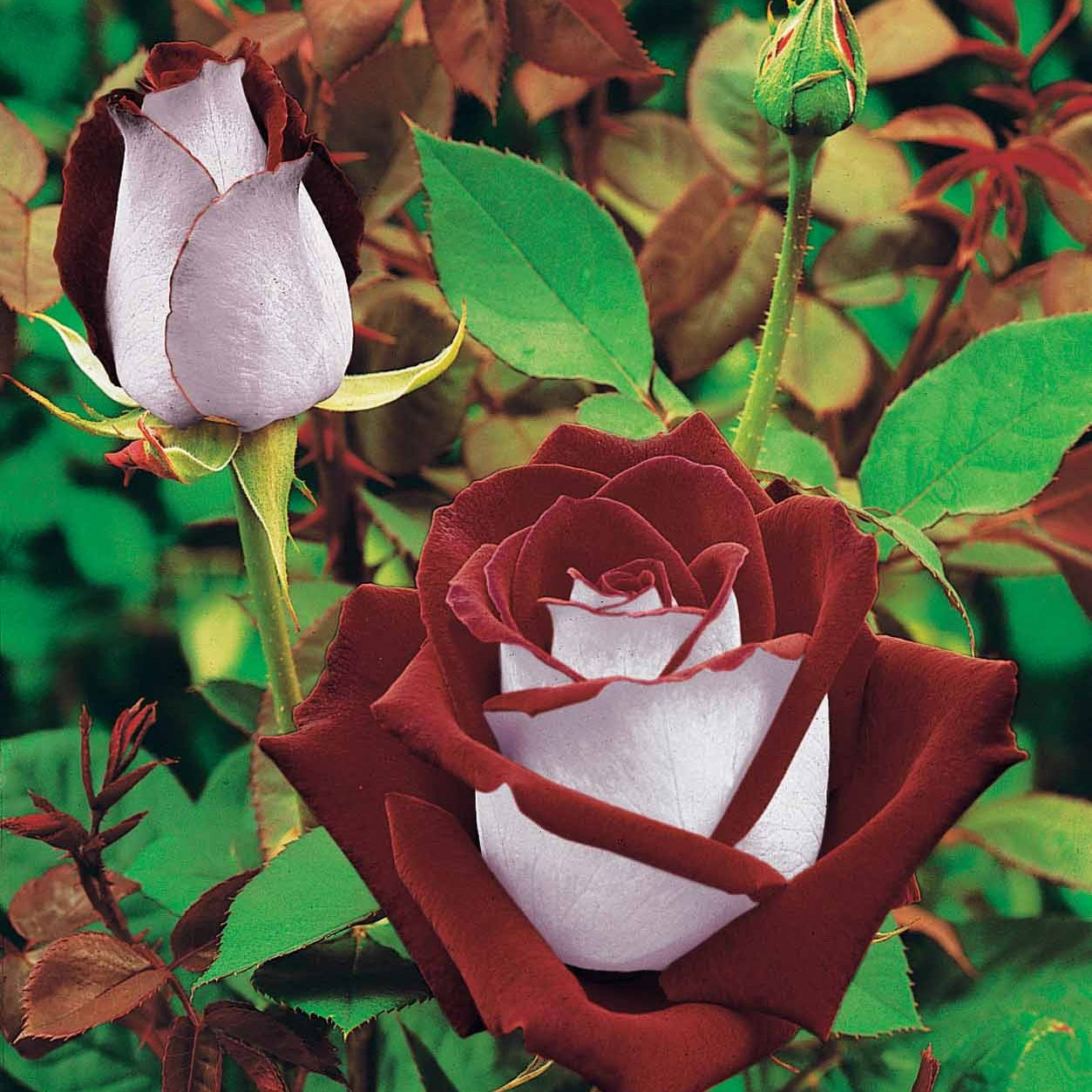 Rosiers buisson - Collection de 3 Rosiers buissons : Osiria, Famosa, Double Delight - Rosa 'osiria', 'famosa','double delight'