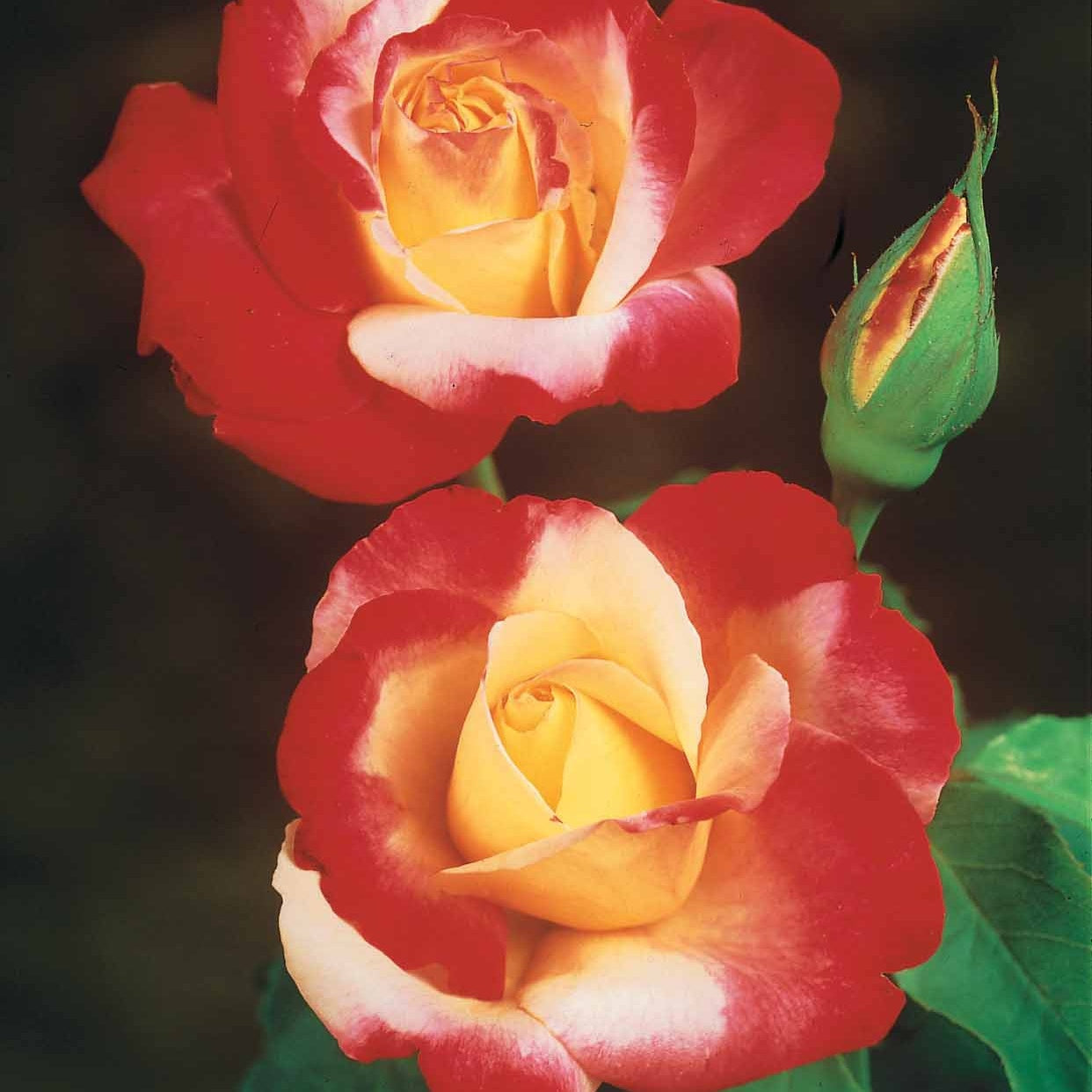 Rosa 'osiria', 'famosa','double delight' - Collection de 3 Rosiers buissons : Osiria, Famosa, Double Delight - Rosiers buisson