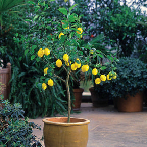 Collection de 2 Kumquat et Citronnier - Citrus lemon vulcan + fortunella - Willemse