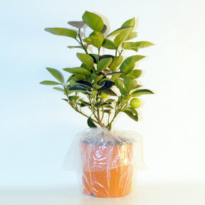 Vente Collection de 2 Kumquat et Citronnier - Citrus lemon vulcan + fortunella