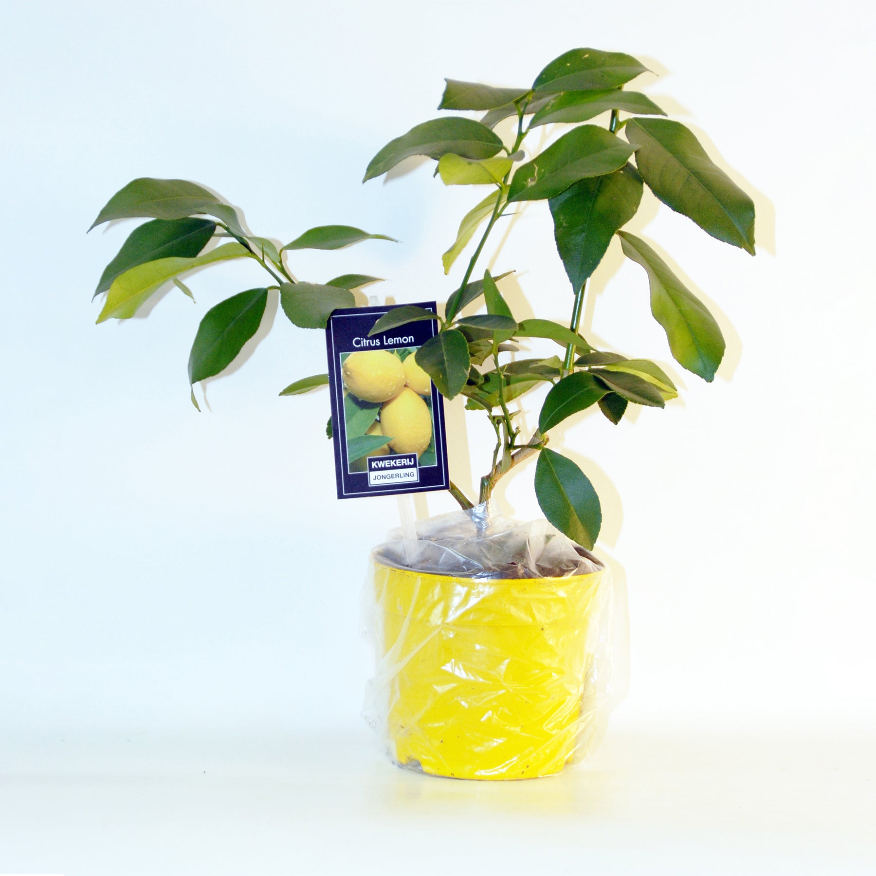 Collections de fruitiers - Collection de 2 Kumquat et Citronnier - Citrus lemon vulcan + fortunella