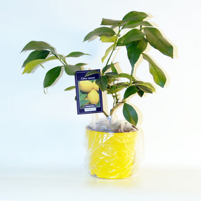 Collections de fruitiers - Collection de 2 Kumquat et Citronnier - Citrus lemon vulcan + fortunella