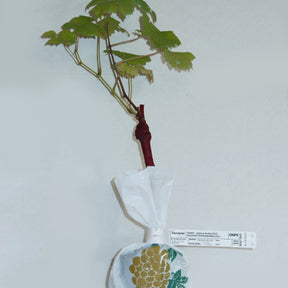 Vente Collection de 4 vignes