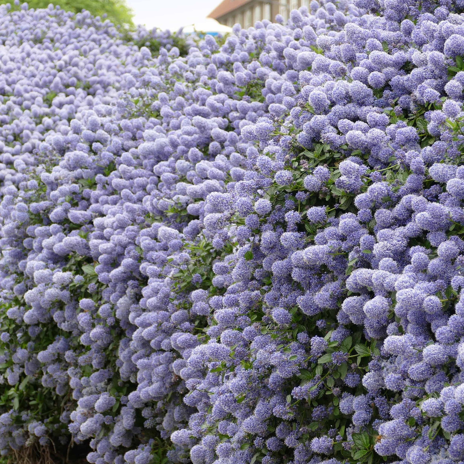 Vente Céanothe Victoria - Lilas de Californie - Ceanothus impressus Victoria