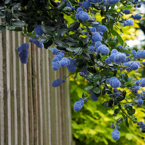 Ceanothus impressus Victoria - Céanothe Victoria - Lilas de Californie - Céanothes - Lilas de Californie