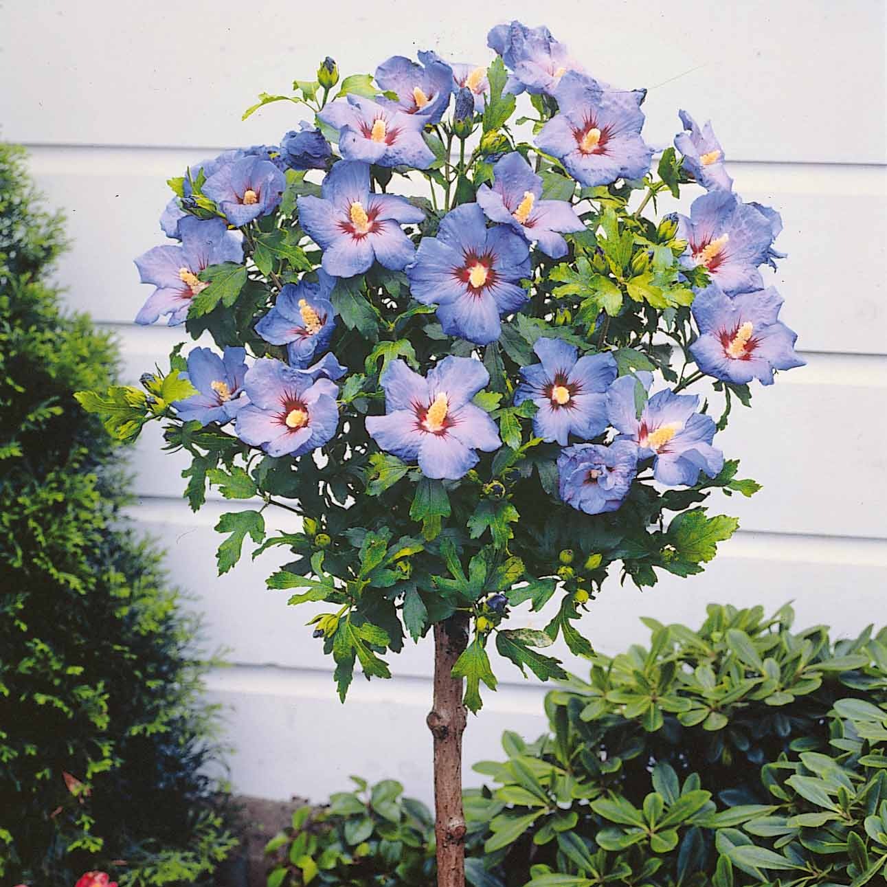Hibiscus - Collection de 2 Hibiscus de jardin sur tige - Hibiscus syriacus