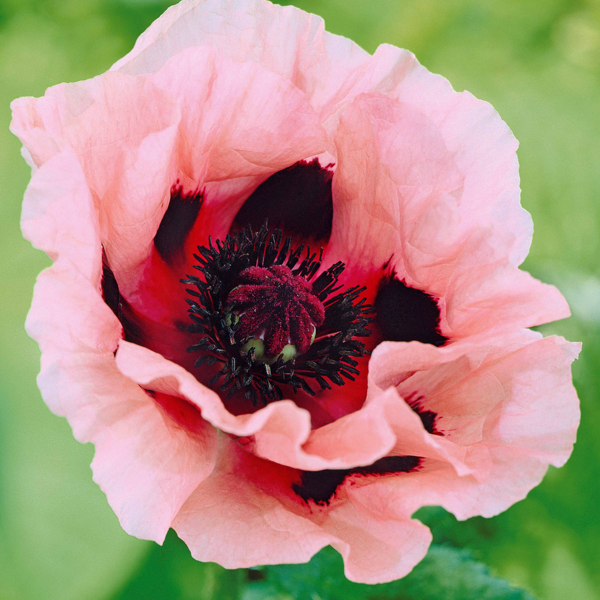 3 Pavots d'Orient rose - Willemse