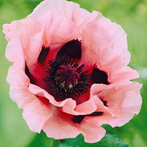 3 Pavots d'Orient rose - Willemse