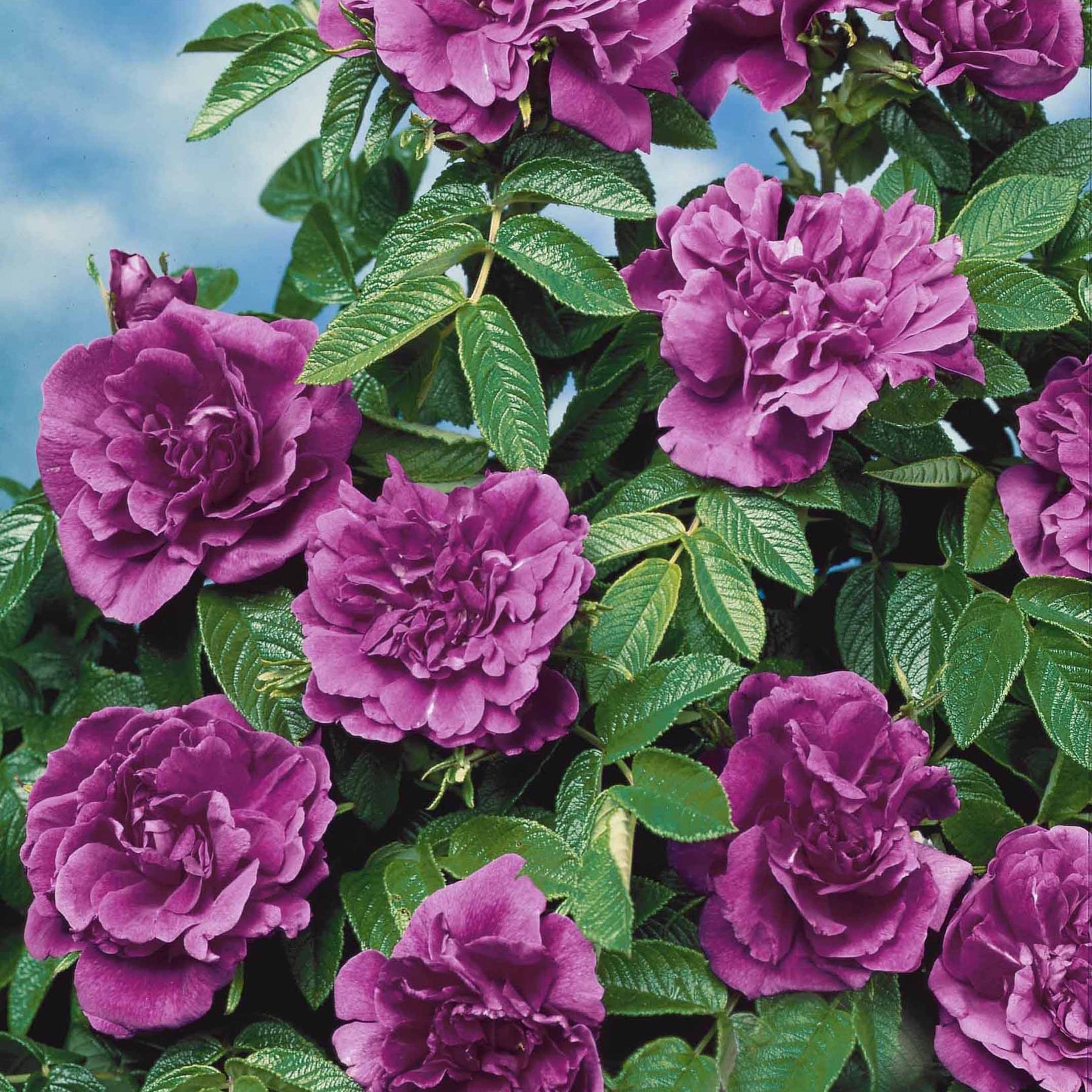 Vente Collection de 2 Rosiers botaniques - Rosa rugosa hansa , boule de neige