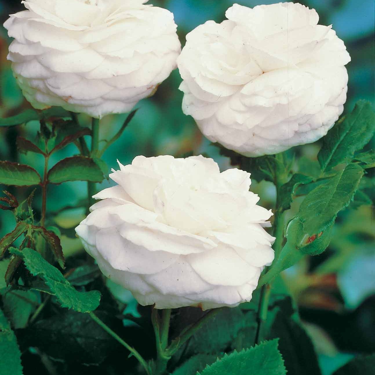 Collections de rosiers - Collection de 2 Rosiers botaniques - Rosa rugosa hansa , boule de neige