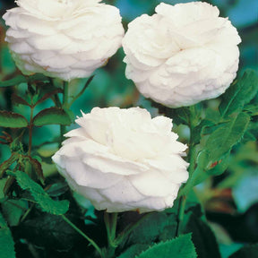 Collections de rosiers - Collection de 2 Rosiers botaniques - Rosa rugosa hansa , boule de neige